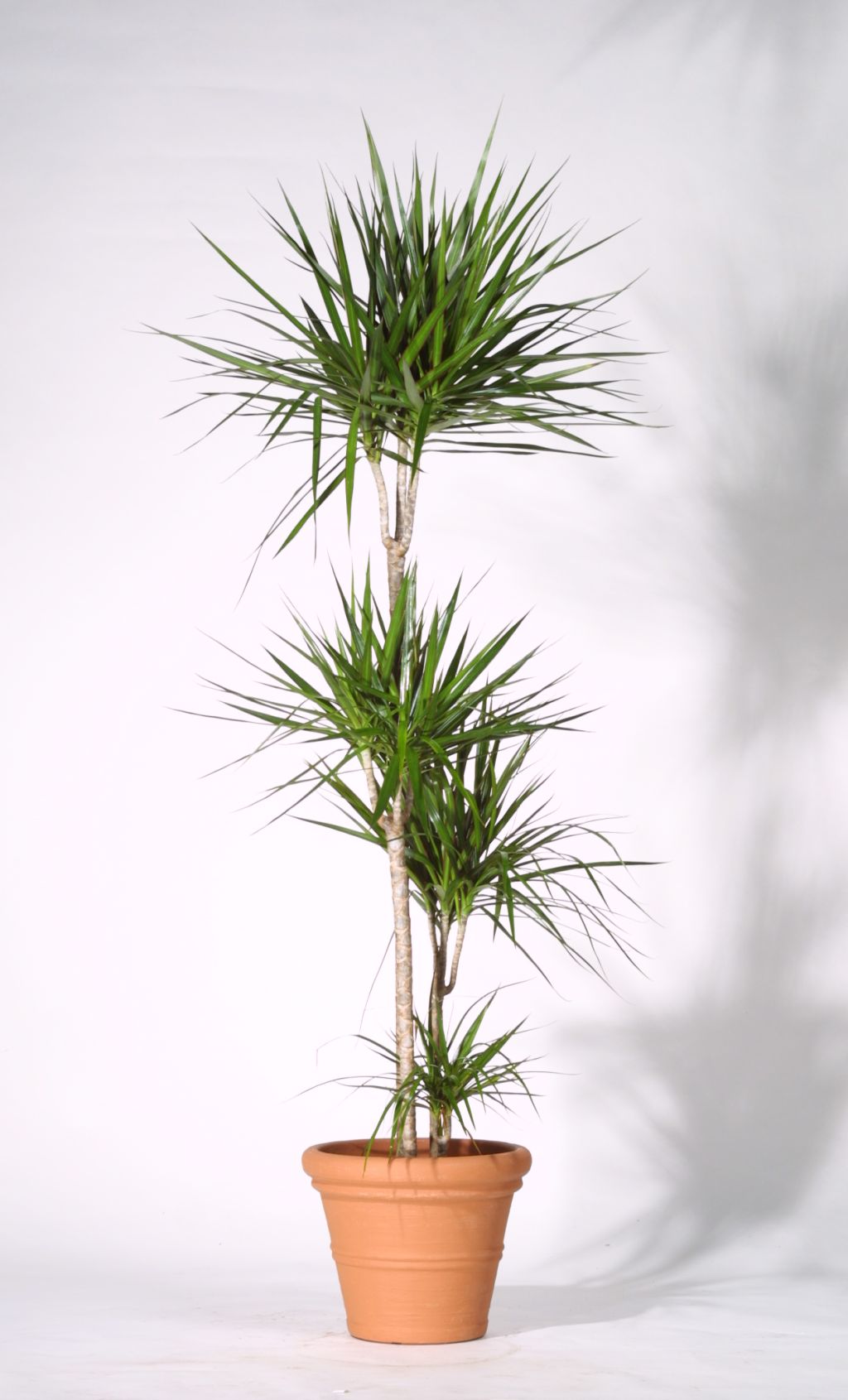 Dracaena Palme