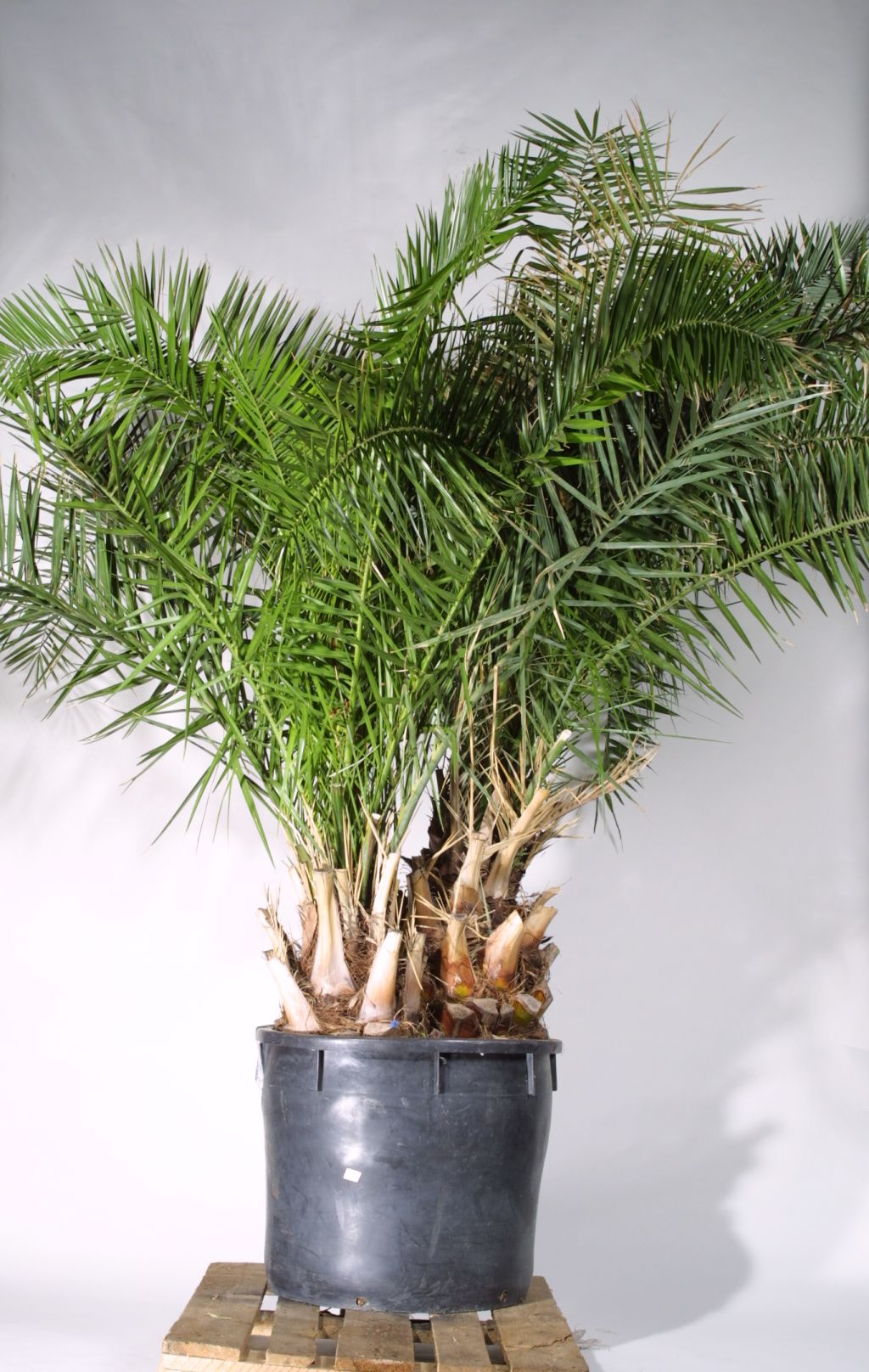 Phoenix canariensis