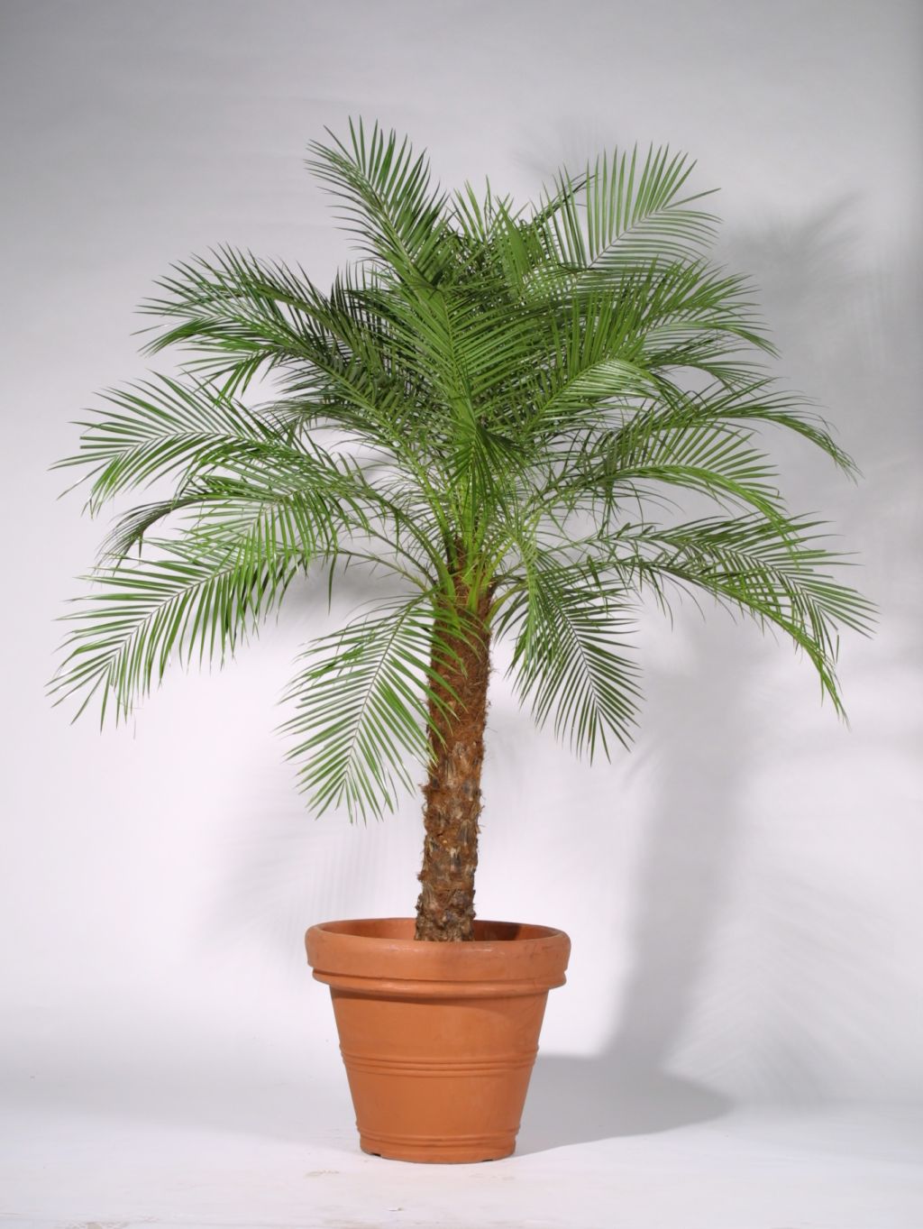 Phoenix roebelenii Palme
