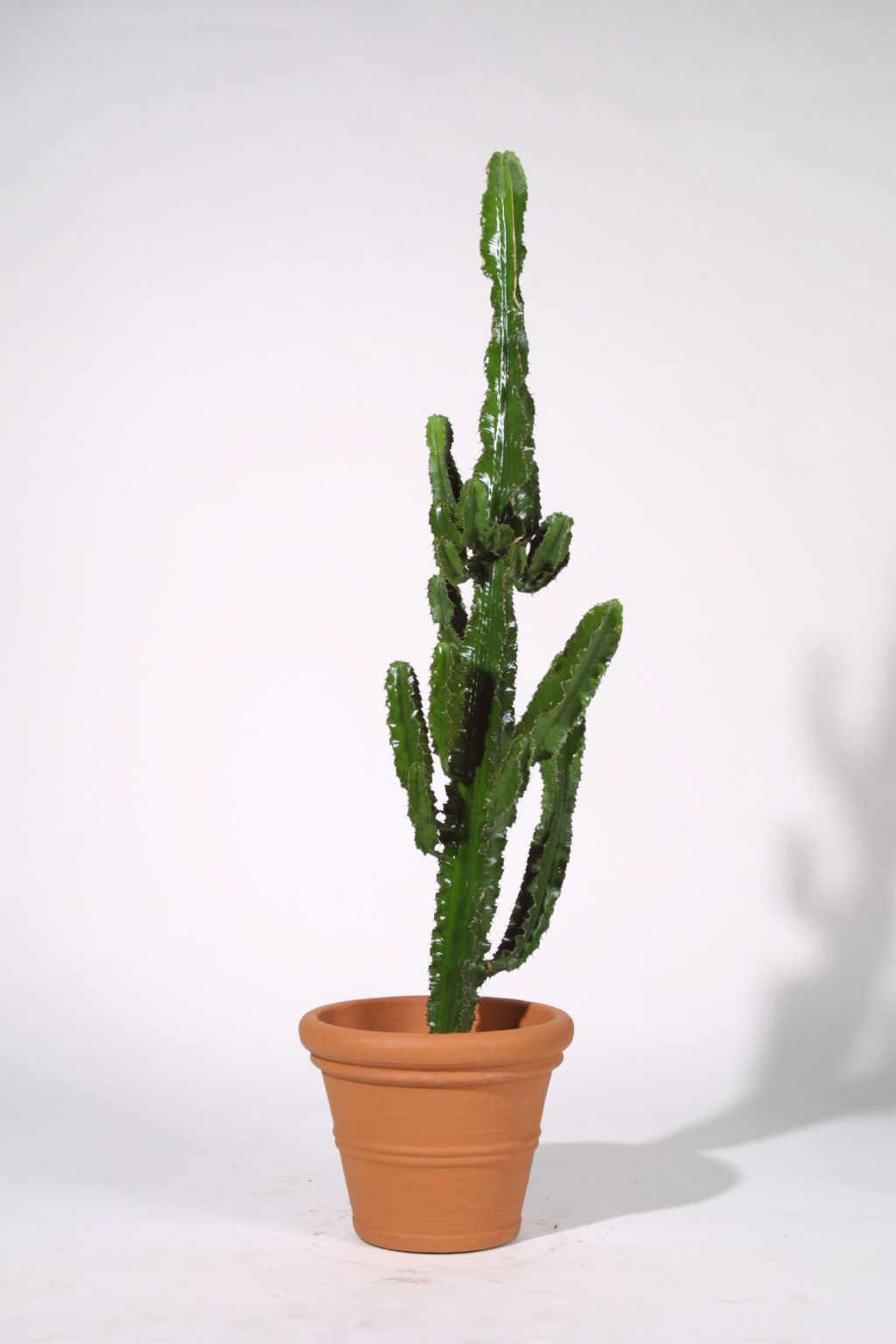 Kaktus Euphorbia