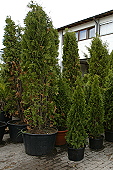 Thuja