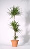 Dracaena Palme