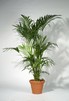 Kentia Palme