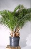 Phoenix canariensis