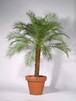 Phoenix roebelenii Palme