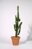 Kaktus Euphorbia