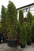 Thuja