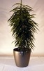 Ficus Alii