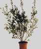 Ilex Busch