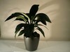 Spathiphyllum