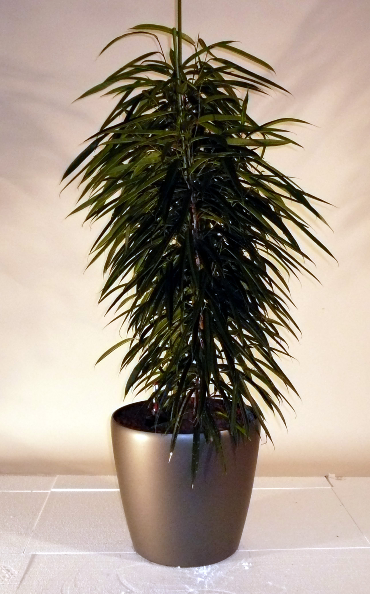 Ficus Alii