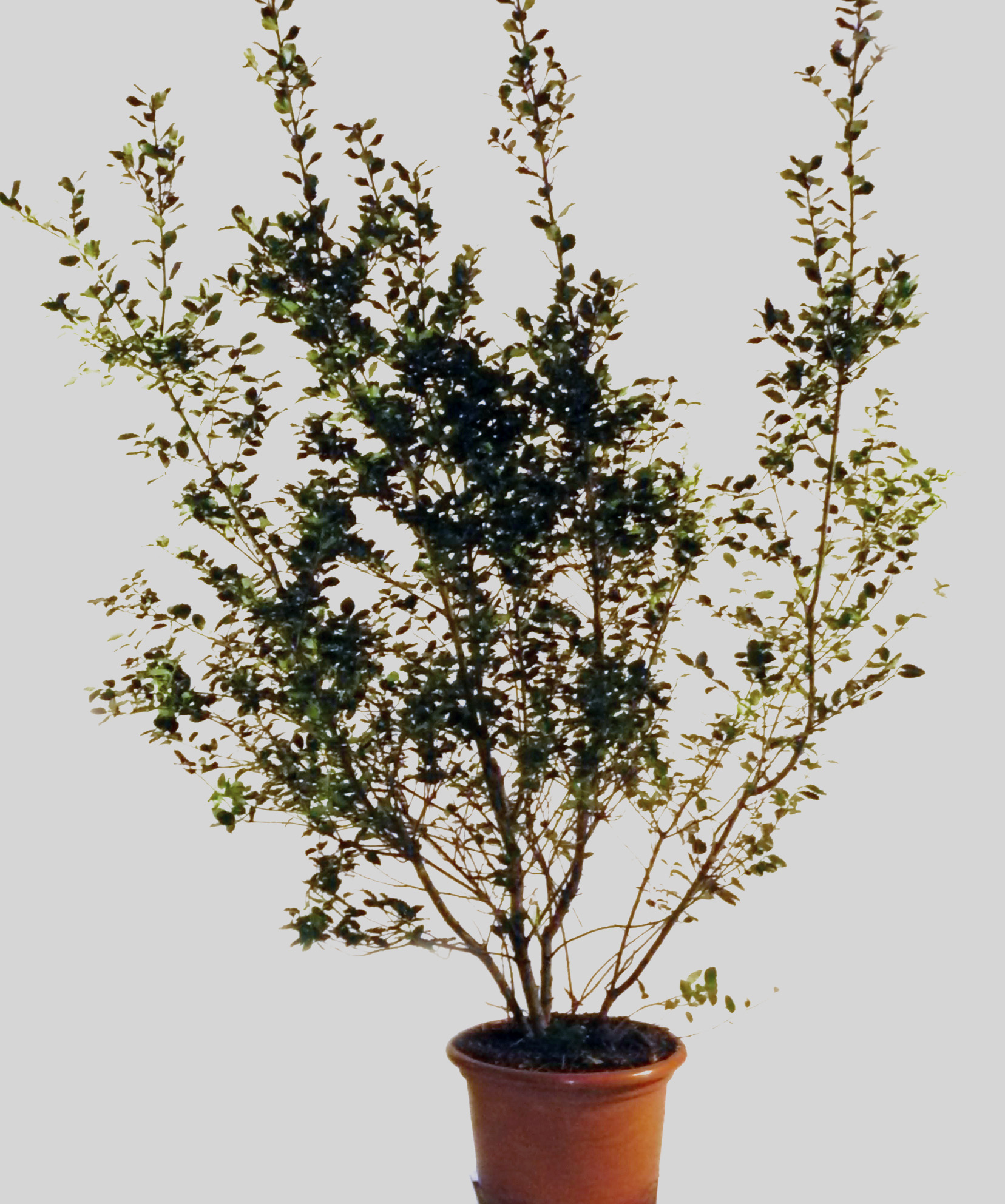 Ilex Busch