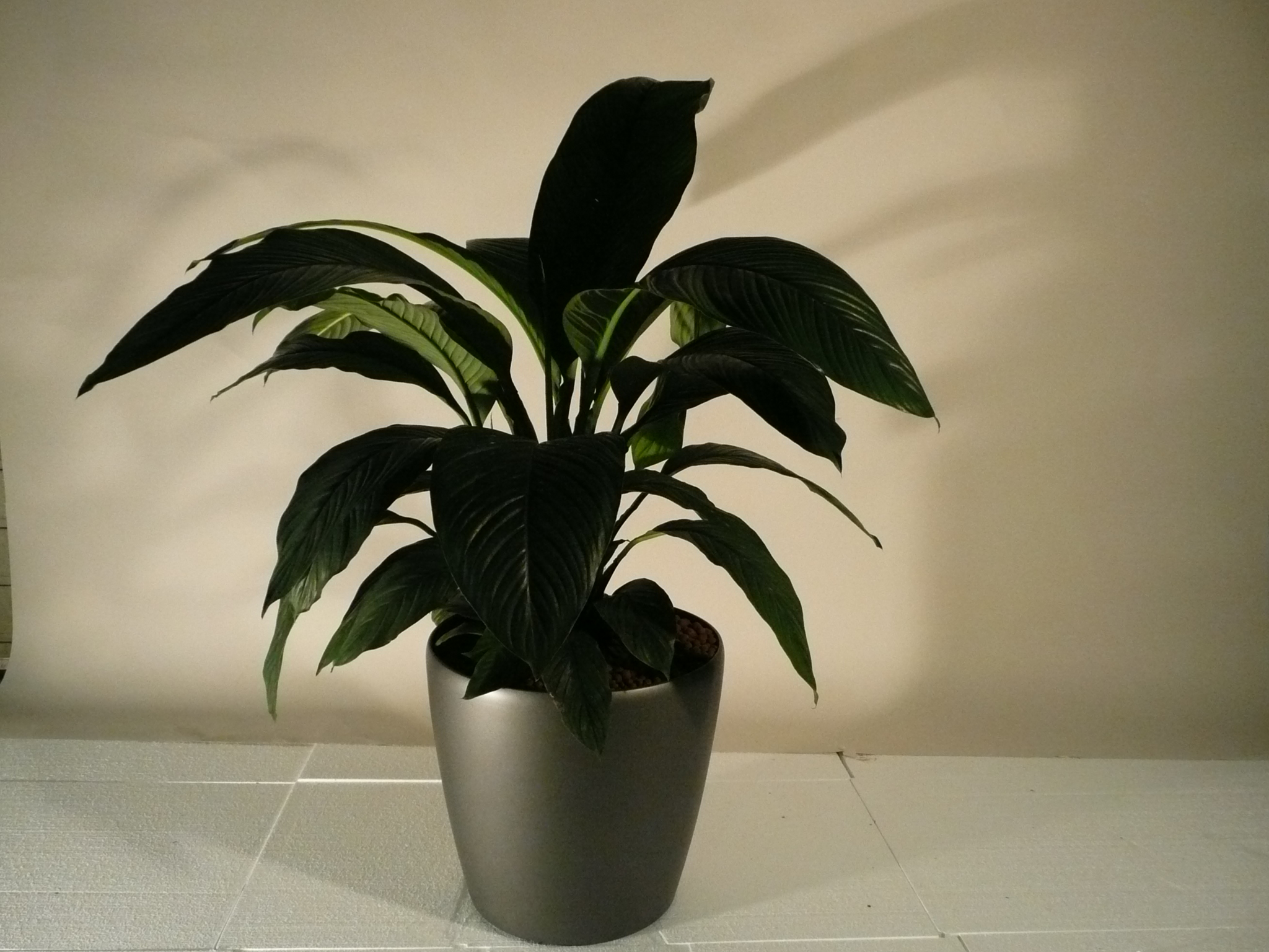 Spathiphyllum